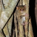 monkey_tarsier_eastern_tangkoko_v_0059_sul1232.jpg